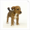 Brown and White Puppy by Anonymous