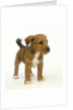 Brown and White Puppy by Anonymous