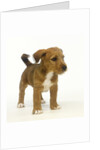 Brown and White Puppy by Anonymous