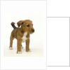 Brown and White Puppy by Anonymous