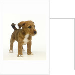 Brown and White Puppy by Anonymous