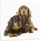 Long-Haired Dachshund Puppies by Anonymous