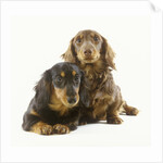 Long-Haired Dachshund Puppies by Anonymous