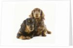 Long-Haired Dachshund Puppies by Anonymous