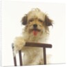 Puppy on Chair by Anonymous