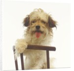 Puppy on Chair by Anonymous