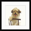 Puppy on Chair by Anonymous