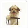 Puppy on Chair by Anonymous