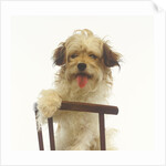 Puppy on Chair by Anonymous