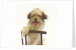 Puppy on Chair by Anonymous