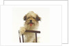 Puppy on Chair by Anonymous