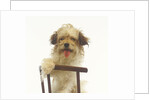 Puppy on Chair by Anonymous