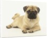 Pug Puppy by Anonymous