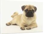 Pug Puppy by Anonymous