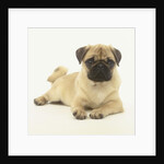 Pug Puppy by Anonymous
