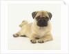 Pug Puppy by Anonymous