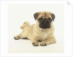Pug Puppy by Anonymous
