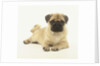 Pug Puppy by Anonymous