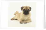 Pug Puppy by Anonymous