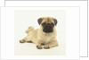 Pug Puppy by Anonymous
