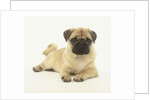 Pug Puppy by Anonymous