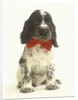 Black and White Springer Spaniel Puppy with Bow Tie by Anonymous