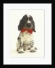 Black and White Springer Spaniel Puppy with Bow Tie by Anonymous