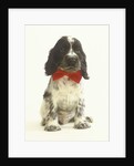 Black and White Springer Spaniel Puppy with Bow Tie by Anonymous