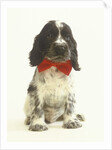 Black and White Springer Spaniel Puppy with Bow Tie by Anonymous