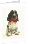Black and White Springer Spaniel Puppy with Bow Tie by Anonymous