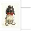 Black and White Springer Spaniel Puppy with Bow Tie by Anonymous
