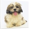 Shih Tzu Puppy Panting by Anonymous