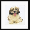 Shih Tzu Puppy Panting by Anonymous