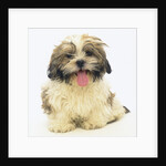 Shih Tzu Puppy Panting by Anonymous