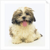 Shih Tzu Puppy Panting by Anonymous