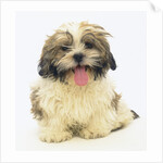 Shih Tzu Puppy Panting by Anonymous
