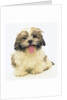 Shih Tzu Puppy Panting by Anonymous