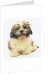 Shih Tzu Puppy Panting by Anonymous