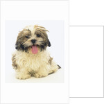 Shih Tzu Puppy Panting by Anonymous