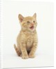 Orange Kitten Meowing by Anonymous