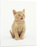 Orange Kitten Meowing by Anonymous