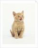 Orange Kitten Meowing by Anonymous