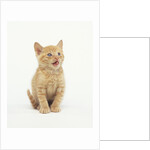 Orange Kitten Meowing by Anonymous