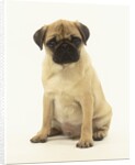 Pug Puppy by Anonymous