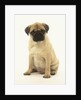 Pug Puppy by Anonymous