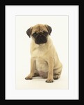Pug Puppy by Anonymous