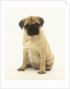 Pug Puppy by Anonymous
