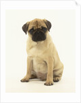 Pug Puppy by Anonymous