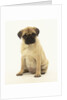 Pug Puppy by Anonymous