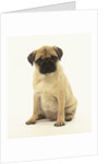 Pug Puppy by Anonymous